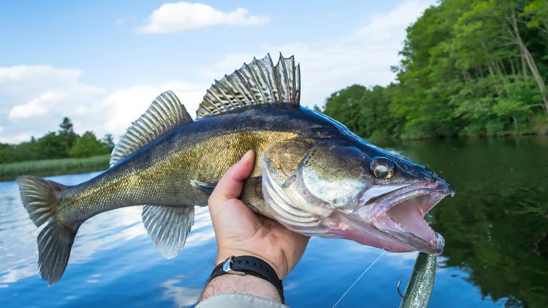 Close-up of fresh walleye fish.